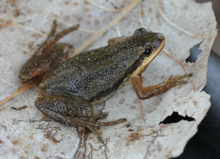 Western Chorus Frog